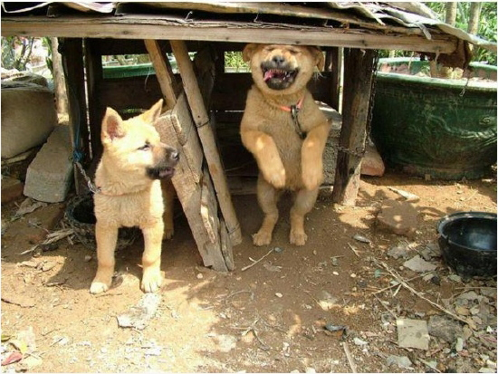 옛날껀데... 3초후 웃길 수 있는 강아지 ㅋㅋ : 3.jpg