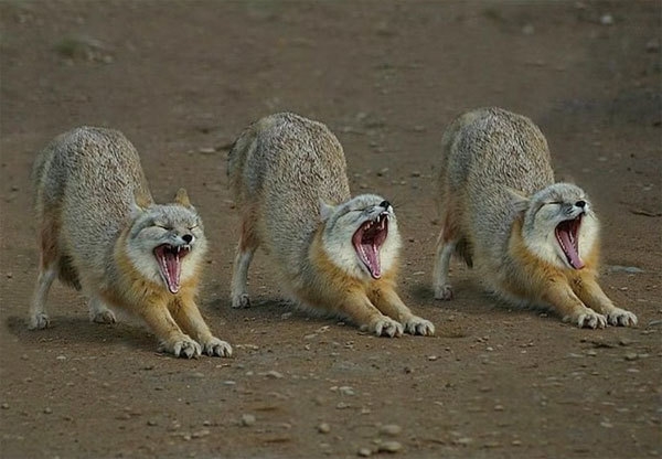 Ctrl+C Ctrl+V Ctrl+V : zz.jpg